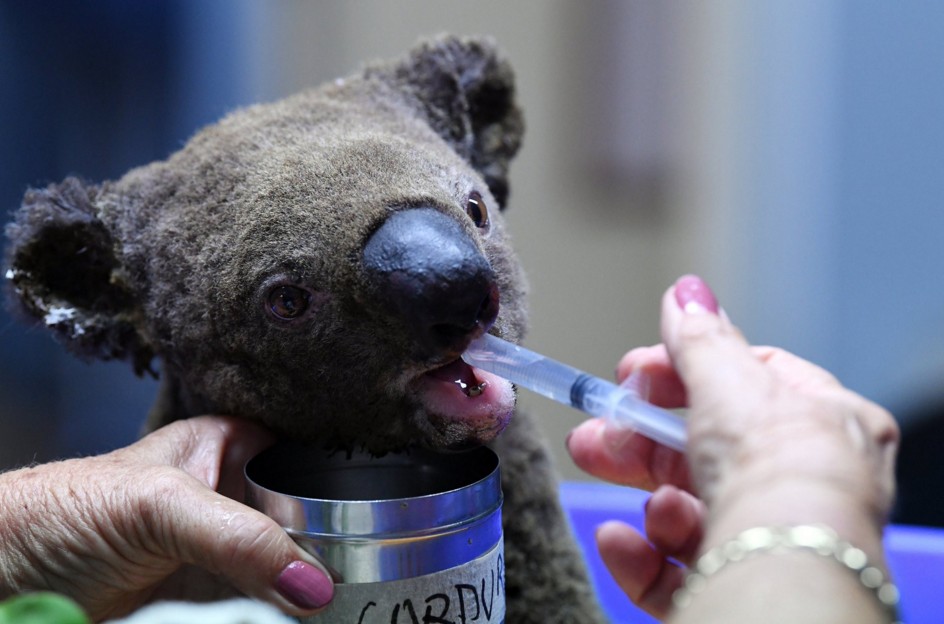 В Австралии спасают обгоревших коал.Вокруг Света. Украина