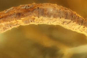 В кусочке янтаря возрастом 44 миллиона лет обнаружили новый вид гусеницы