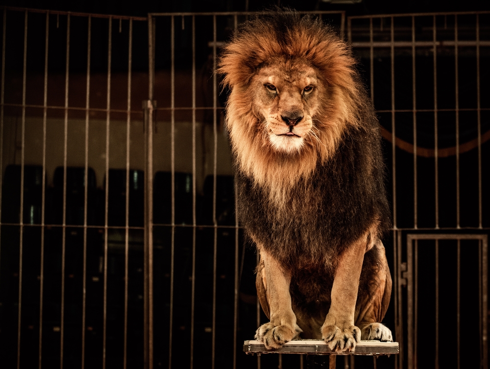 В Словакии запретили диких животных в цирках.Вокруг Света. Украина
