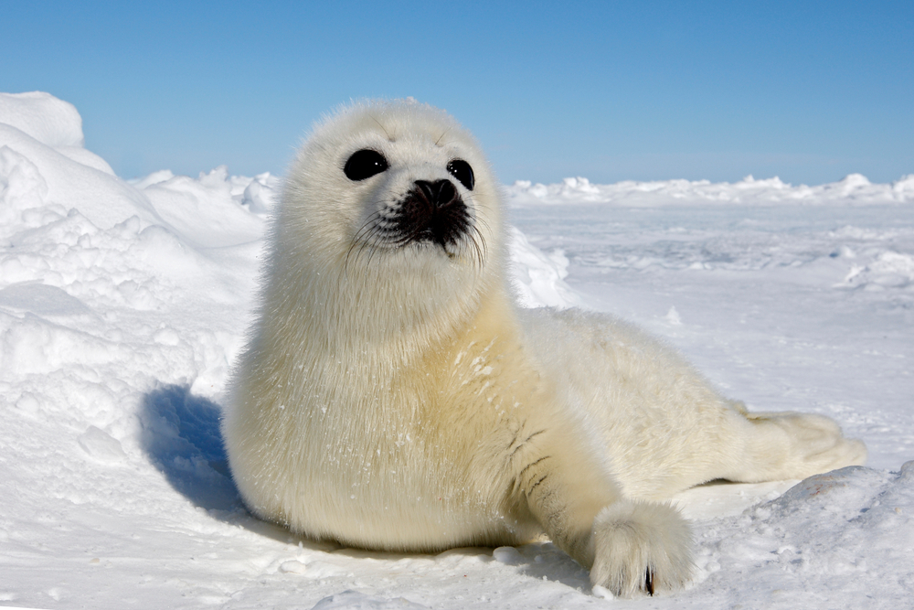 Вирус-убийца тюленей переместился из Атлантики в Тихий океан.Вокруг Света. Украина