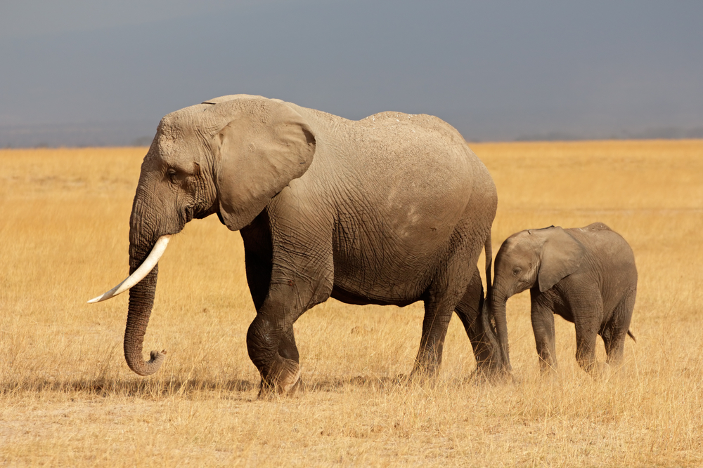 Африканские слоны могут исчезнуть к 2040: WWF.Вокруг Света. Украина