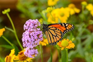 Энтомолог из США 47 лет считает бабочек: они умирают