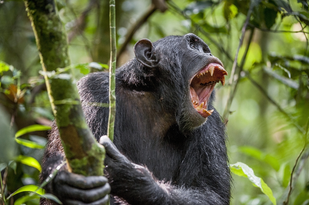 В Африке голодные шимпанзе охотятся на детей.Вокруг Света. Украина