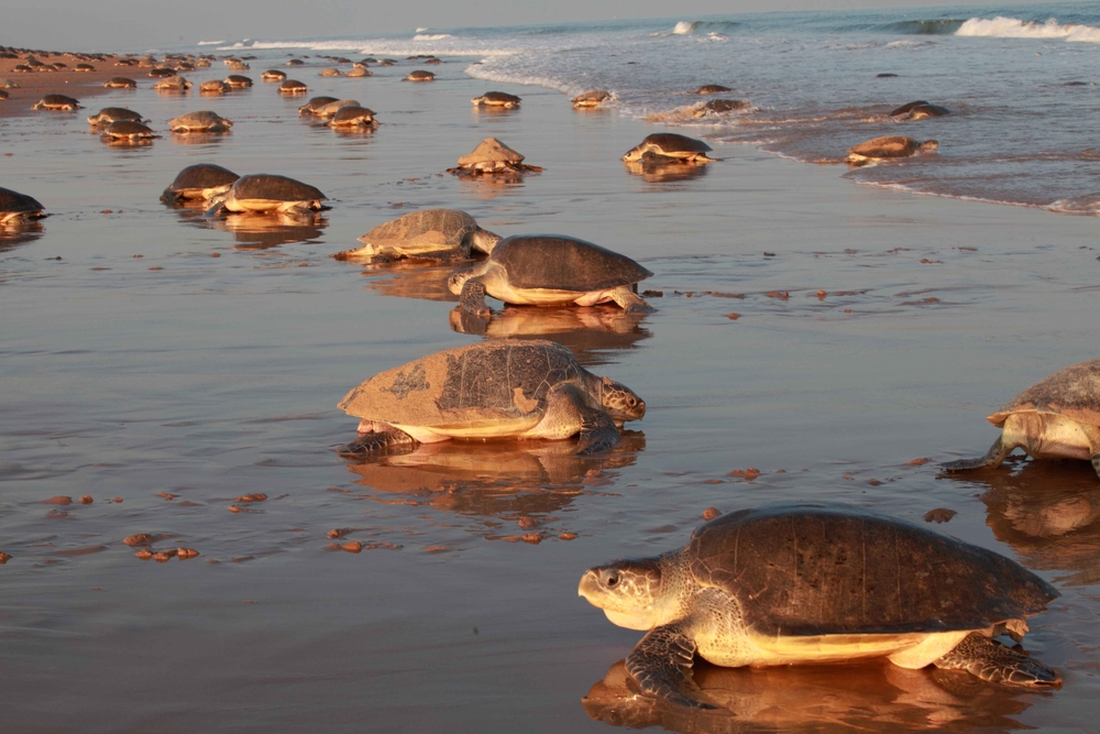 Морской биолог сняла огромнейшее скопление черепах (видео).Вокруг Света. Украина