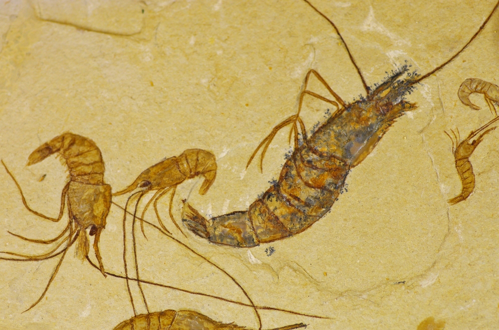 В Колумбии обнаружили окаменелости креветок, погибших 95 миллионов лет назад.Вокруг Света. Украина