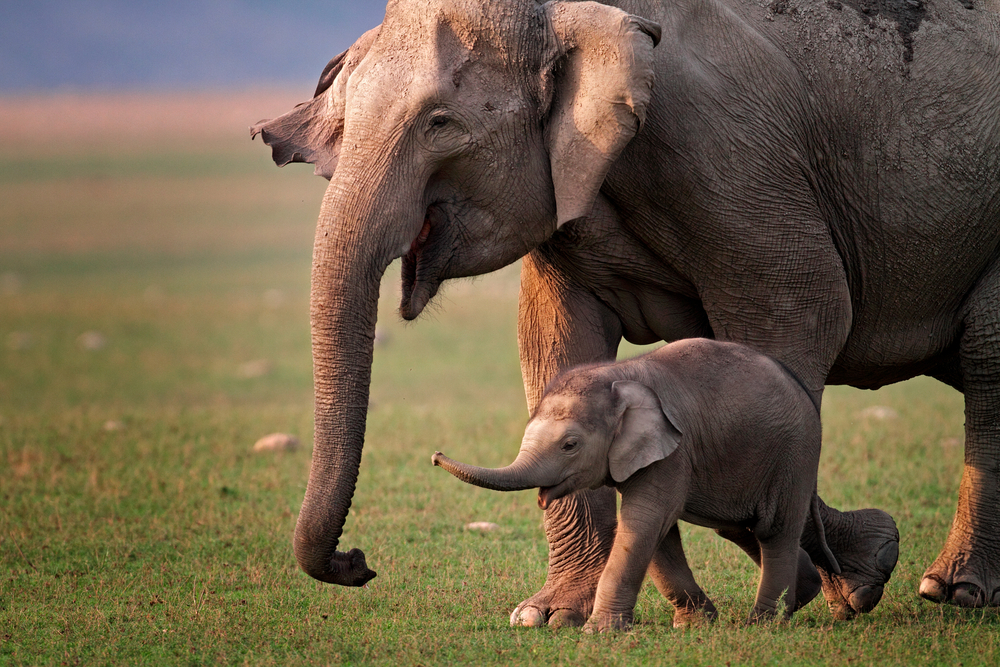 У азиатских слонов нашли признаки менопаузы.Вокруг Света. Украина