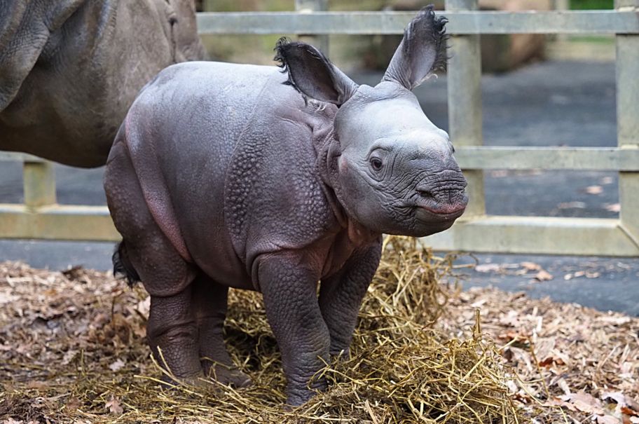 Английский зоопарк ищет имя для носорожка.Вокруг Света. Украина