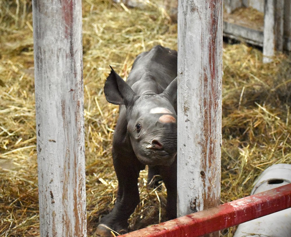 В США сняли на видео рождение исчезающего черного носорога.Вокруг Света. Украина