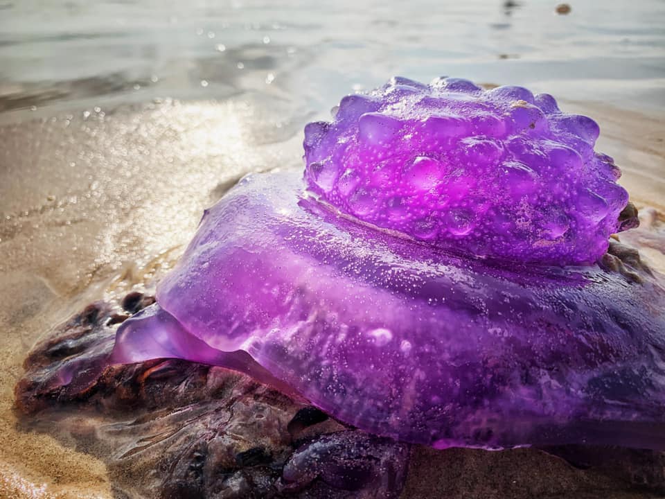 В Австралии на пляже обнаружена редкая фиолетовая медуза.Вокруг Света. Украина