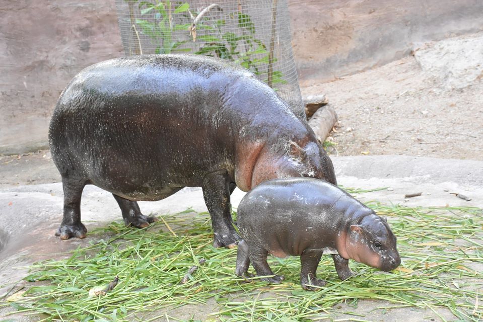 Тайский зоопарк выбирает имя карликовому бегемотику.Вокруг Света. Украина