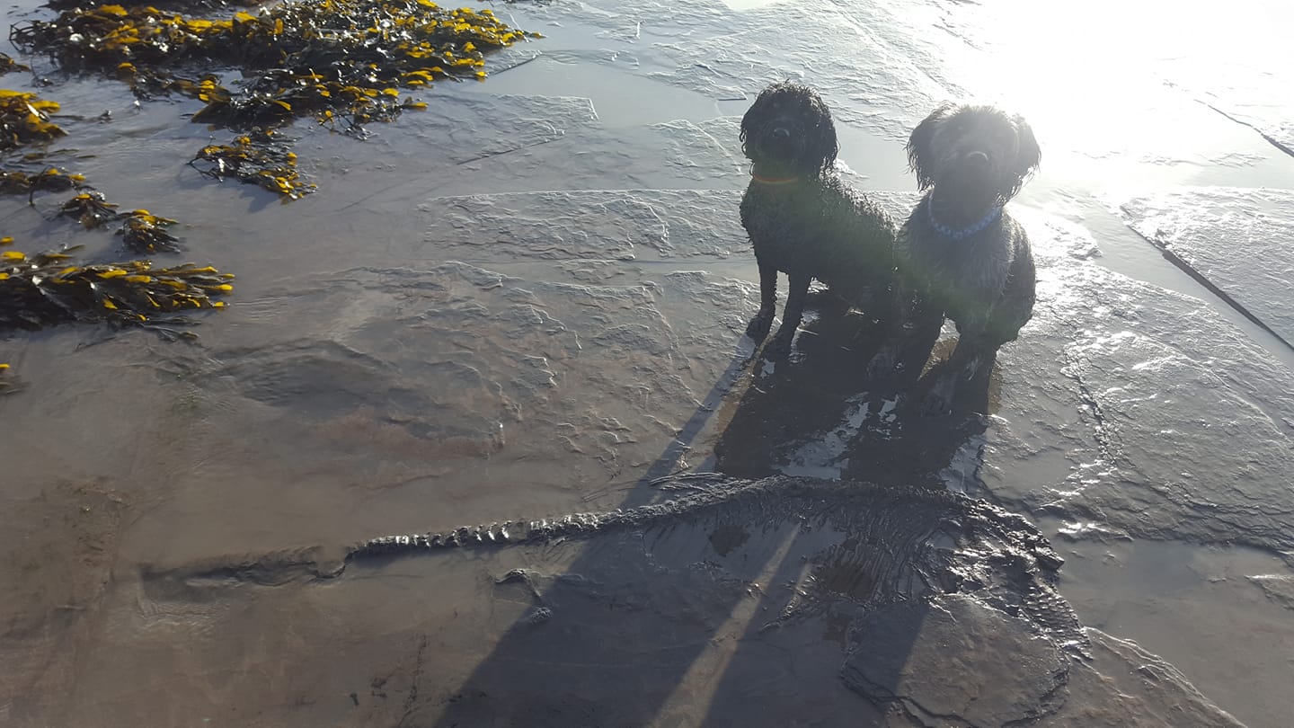 В Британии мужчина с собаками нашел на пляже скелет ихтиозавра.Вокруг Света. Украина