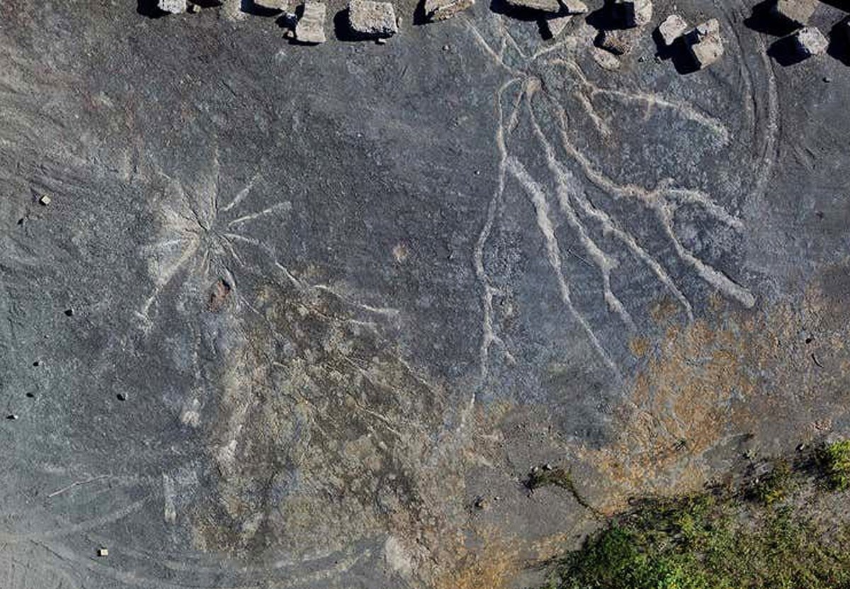 В штате Нью-Йорк найдены окаменелости древнейших деревьев.Вокруг Света. Украина