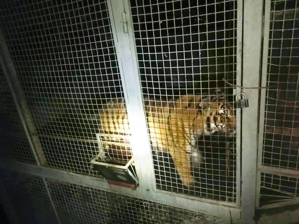 В Киеве нашли шестерых тигров, оставленных без присмотра