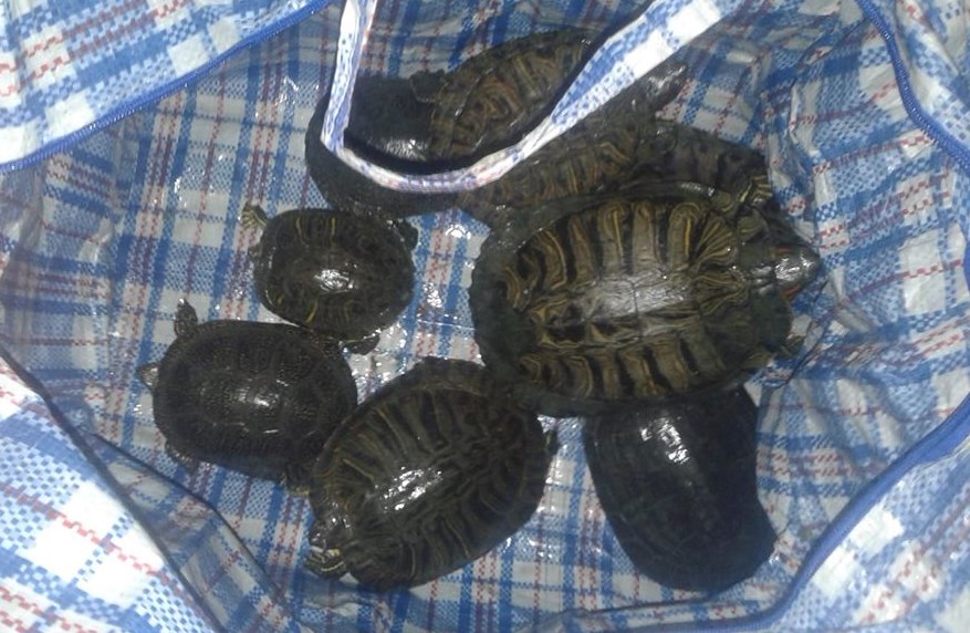 В Виннице спасли черепах, отпущенных на свободу хозяевами.Вокруг Света. Украина