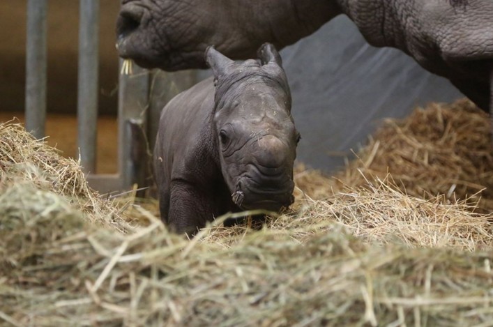 В Бельгии родился редчайший белый носорог