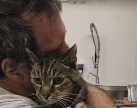 В США хозяин нашел кота за 3 тысячи км от дома