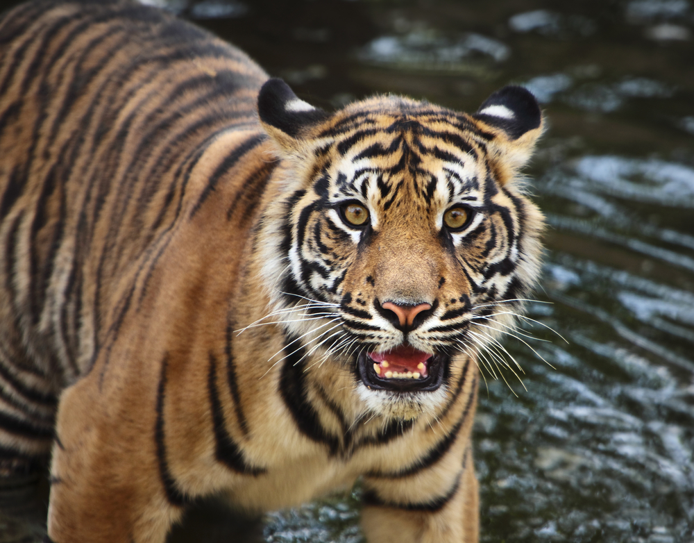 В Индонезии задержали убийц редкой суматранской тигрицы.Вокруг Света. Украина