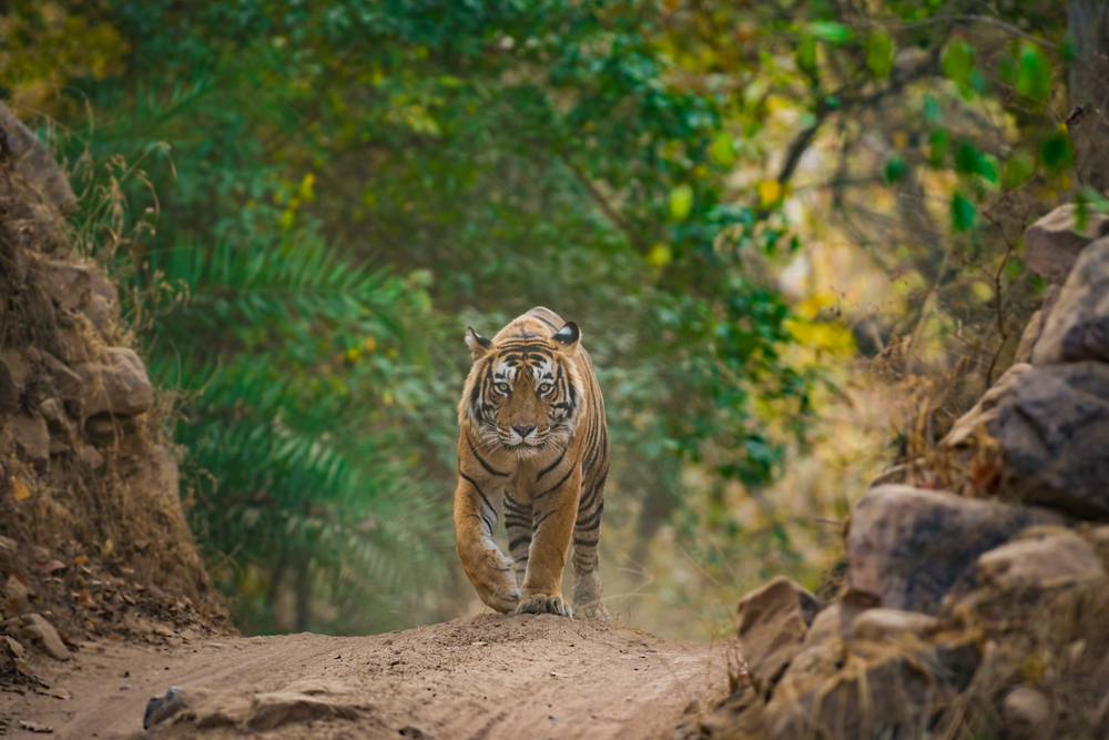Индийский тигр рекордно мигрировал на 1300 км.Вокруг Света. Украина