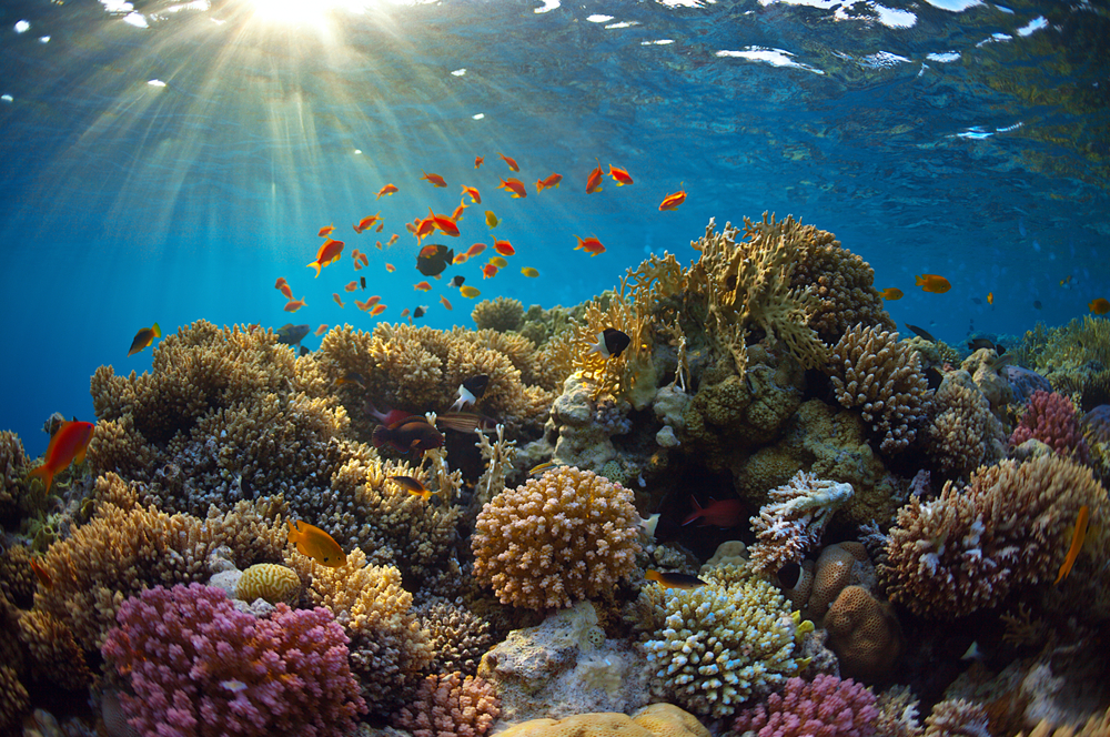 Ученые восстанавливают коралловые рифы с помощью подводных громкоговорителей