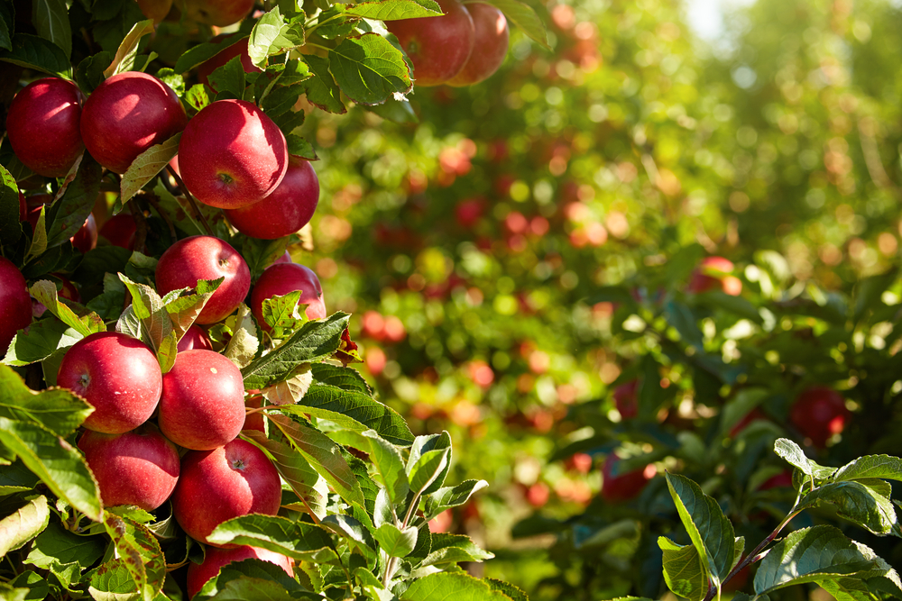 В США вывели сорт яблок, которые год хранятся в холодильнике.Вокруг Света. Украина
