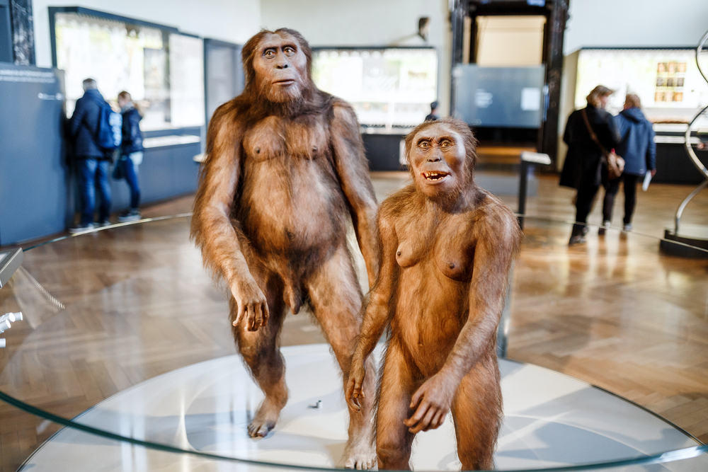 Антропологи установили, когда вымер Homo erectus.Вокруг Света. Украина
