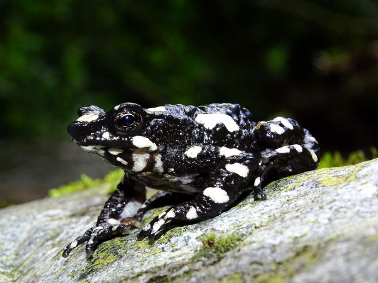 В Колумбии впервые за 30 лет обнаружили редчайшую жабу-арлекина.Вокруг Света. Украина