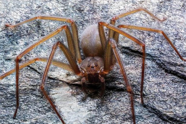 В Мексике обнаружили новый вид паука, чей яд вызывает моментальный некроз тканей у жертвы