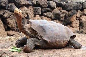 100-летний черепаха-плейбой спас свой род от вымирания
