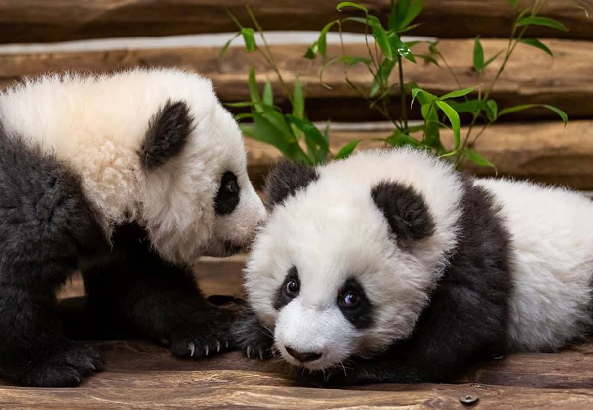 Берлинский зоопарк впервые показал маленьких панд-близнецов.Вокруг Света. Украина