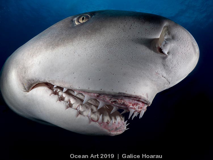 Дружелюбная акула Снути стала местной знаменитостью во Флориде.Вокруг Света. Украина