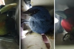 В Перу арестовали мужчину с 20 живыми птицами в чемодане