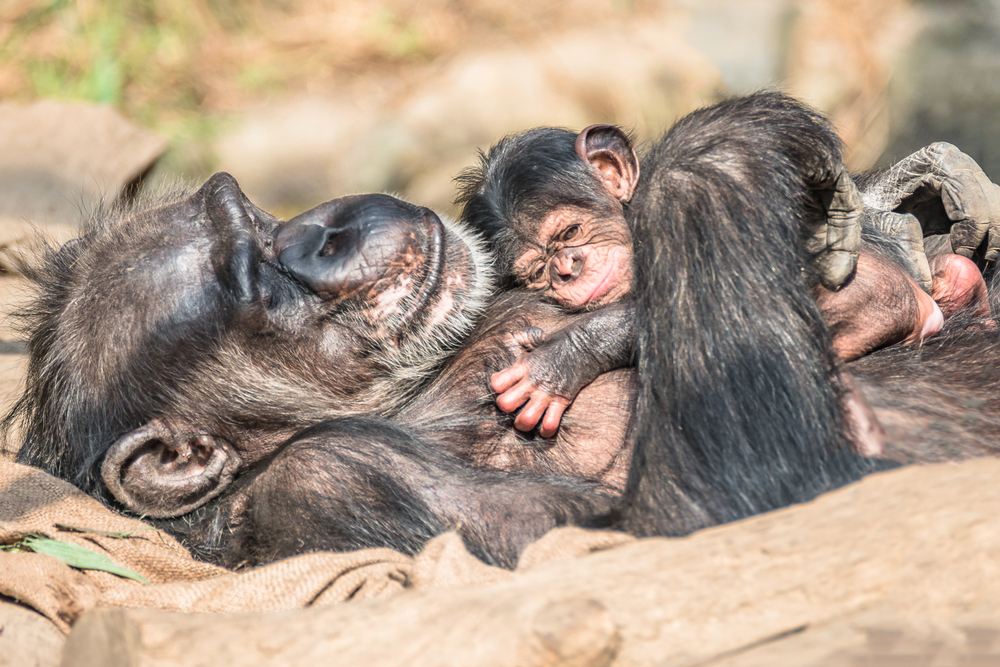 В ресторане Конго подавали мясо детеныша шимпанзе