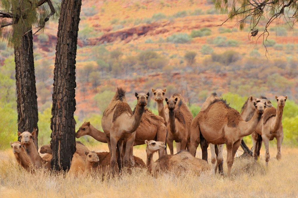 В Австралии отстрелят 10 тысяч верблюдов.Вокруг Света. Украина