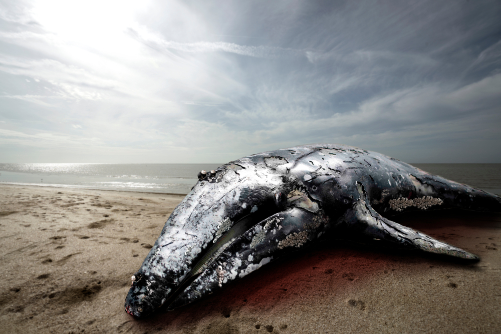 Океанологи выяснили причину массовой гибели китов в Калифорнии.Вокруг Света. Украина