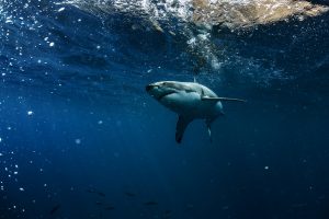 Спустя полтора года белые акулы возвращаются к побережью Южной Африки
