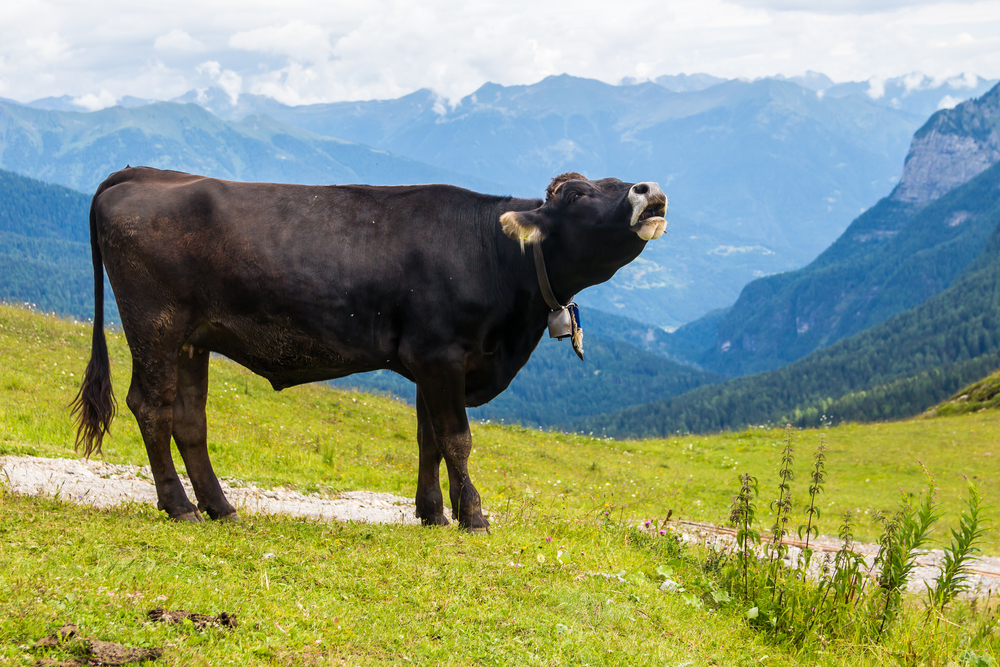 Мычание коровы может рассказать о её чувствах.Вокруг Света. Украина