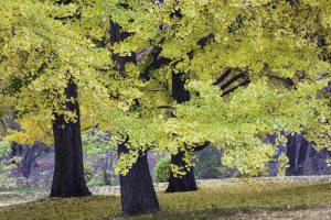 Деревья гингко билоба могут жить вечно: новое исследование
