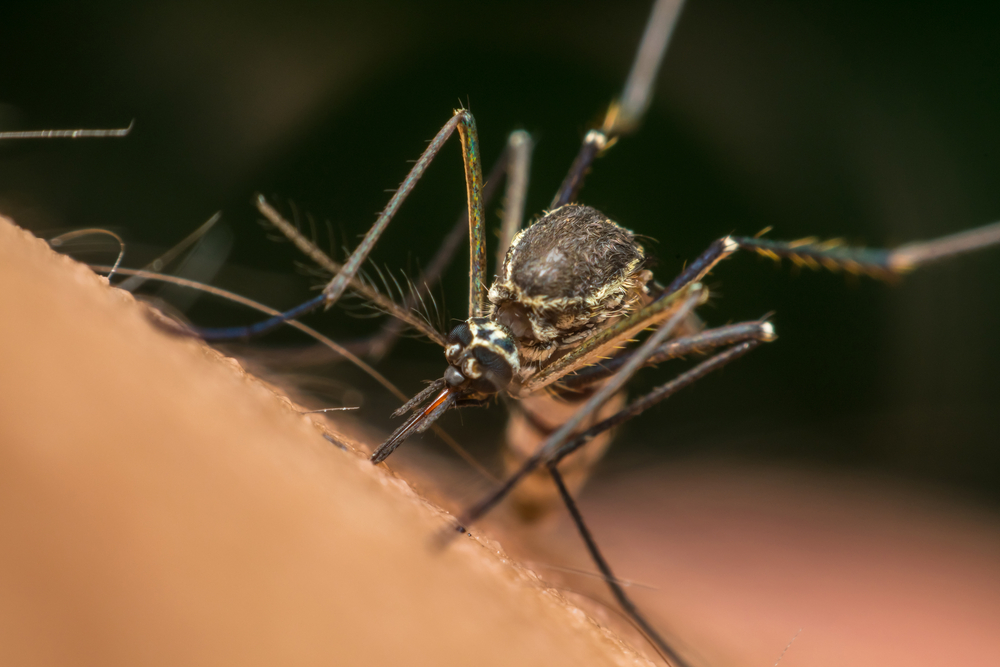 В США комаров скрестили с человеком