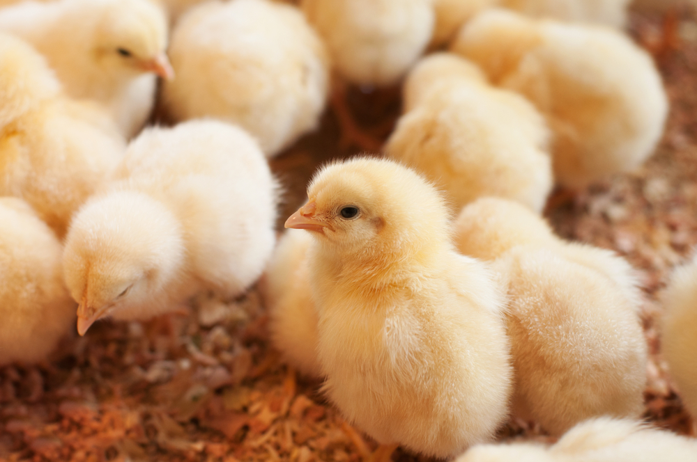 Во Франции запретили массовое уничтожение живых цыплят.Вокруг Света. Украина
