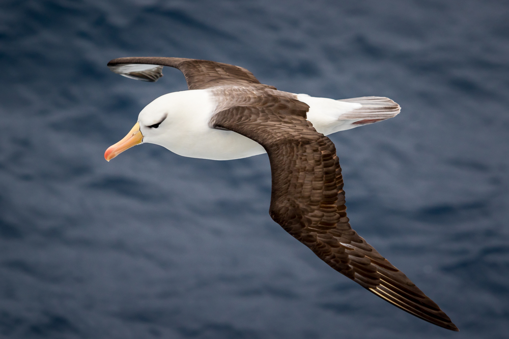 Птицы-альбатросы будут помогать Новой Зеландии выявлять нелегальные рыбацкие судна