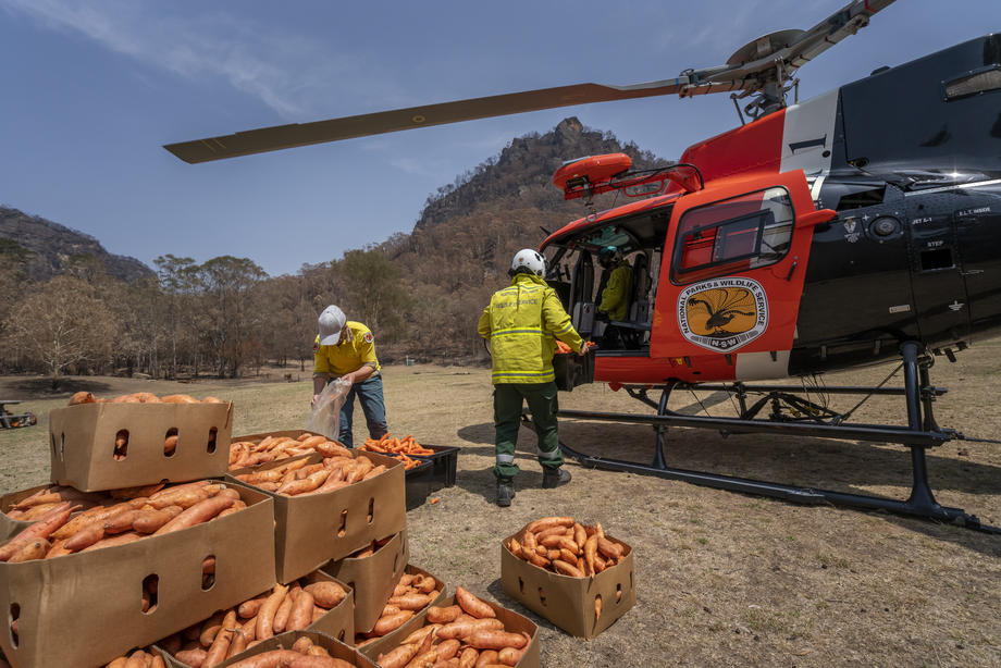 В Австралии с самолетов сбрасывают овощи для пострадавших в огне животных