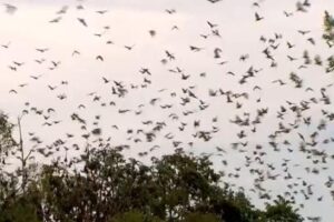 В Австралии зафиксировали торнадо из летучих мышей