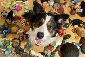 В Венгрии собака выучила 90 названий игрушек и научилась различать типы предметов