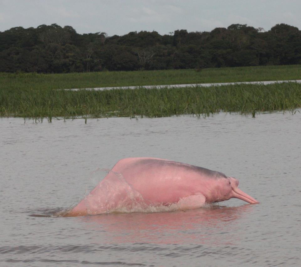 Амазонский дельфин 4. Речной Дельфин амазонки. Амазонский Дельфин. Розовый Дельфин амазонки. Розовые дельфины.