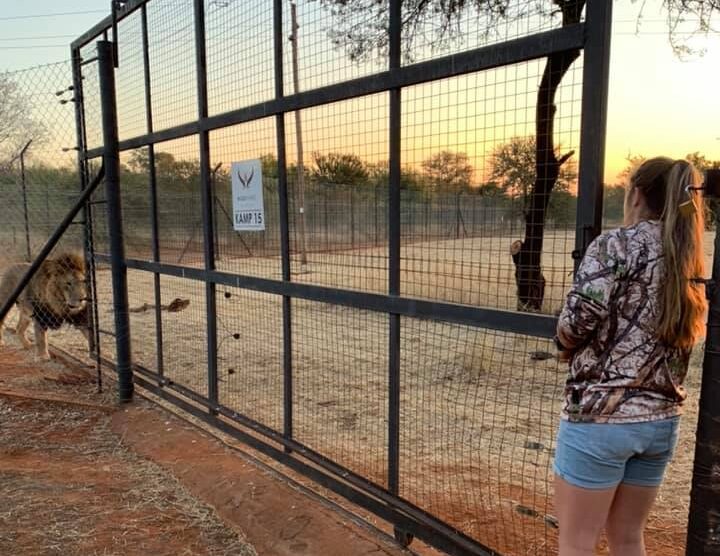 В Южной Африке львы загрызли смотрительницу зоопарка