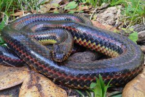 Во Флориде впервые за 50 лет сфотографировали «радужную змею»