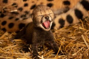 В американском зоопарке впервые в истории родились гепарды из пробирки