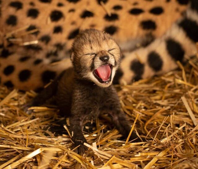 В американском зоопарке впервые в истории родились гепарды из пробирки
