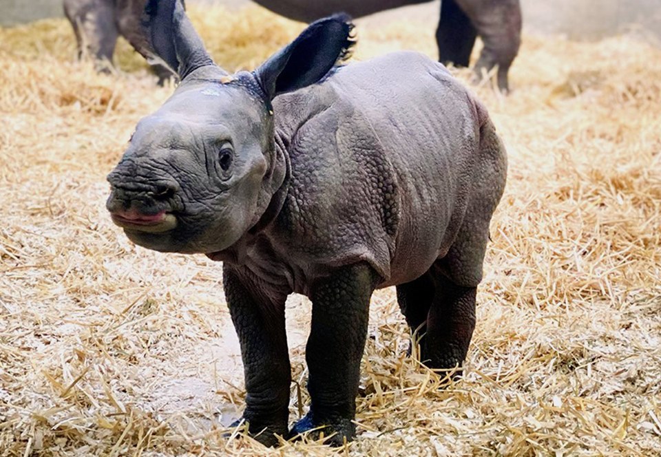 В зоопарке Денвера родился долгожданный детеныш носорога.Вокруг Света. Украина