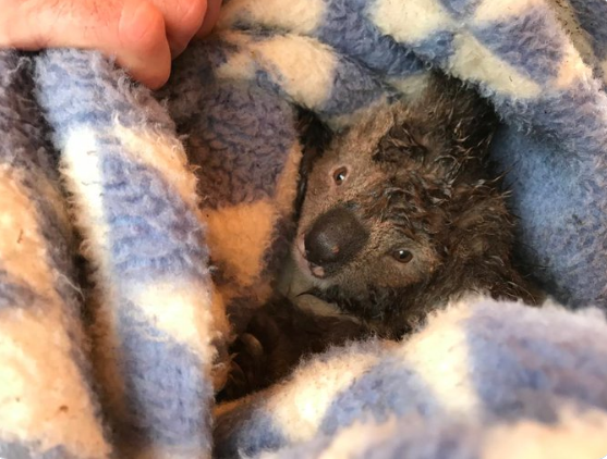 В Австралии в вырубленном лесу нашли десятки мертвых коал.Вокруг Света. Украина